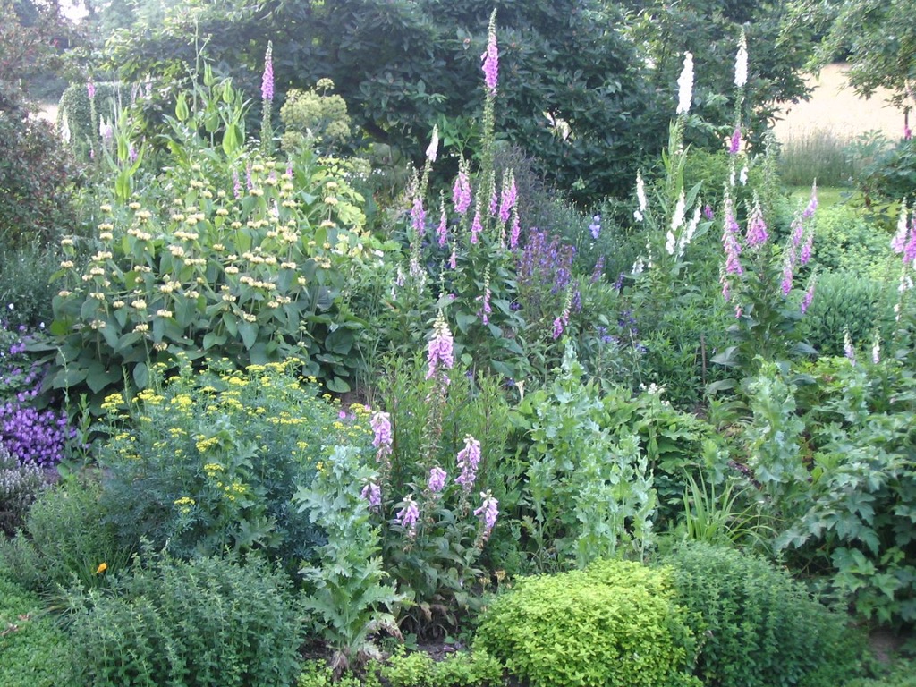 A garden of fox gloves and small ground cover plants