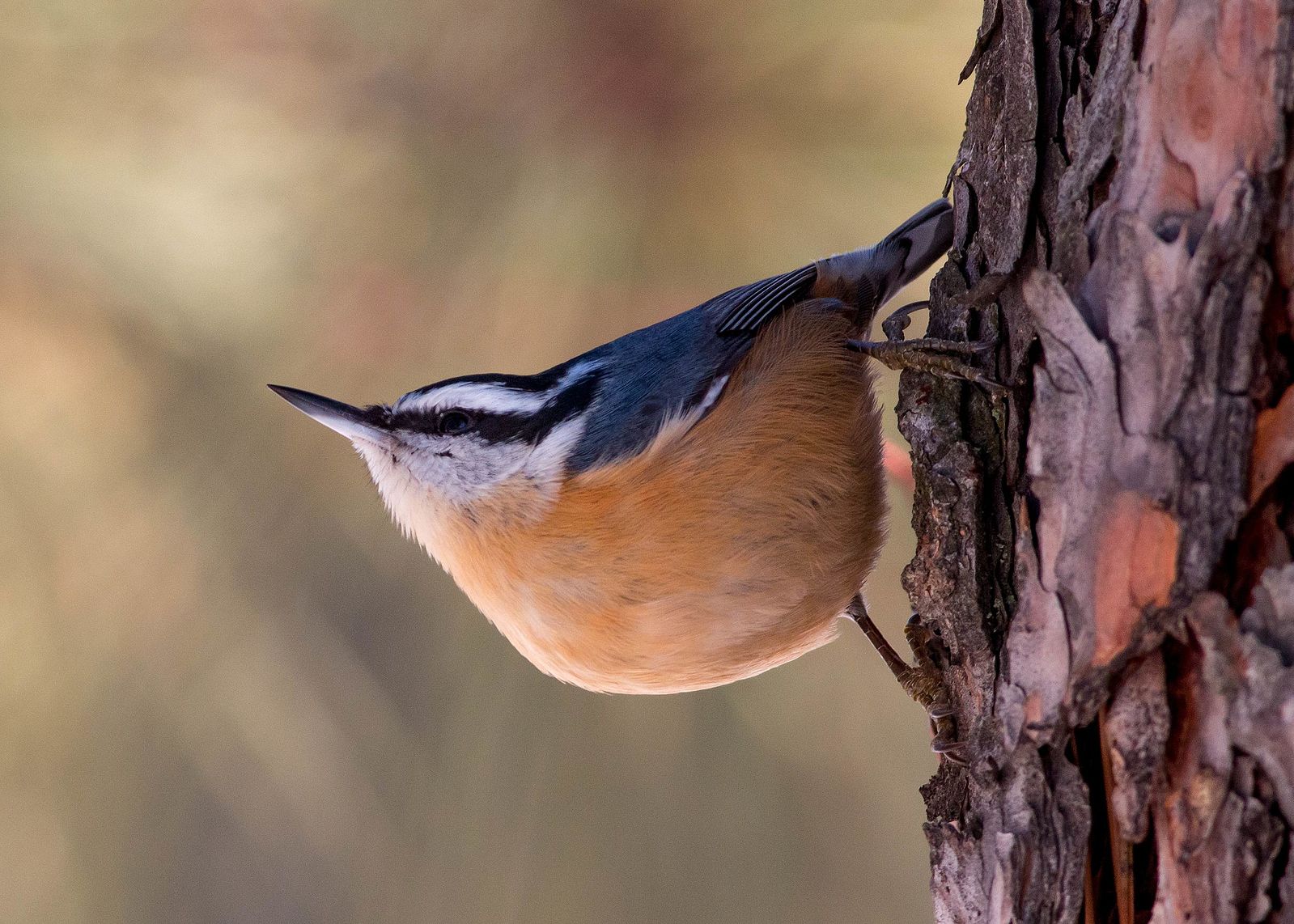 A red breasted nuthatch sitting on a tree trunk.